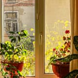 Guía: Cuánta luz necesitan tus plantas de interior