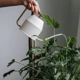 Guía: Cuánto y cómo regar tus plantas de interior