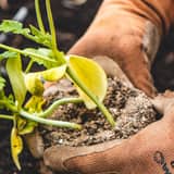 Guía: Cuándo y cómo trasplantar una planta de interior