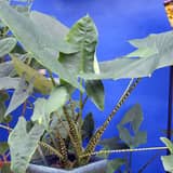 Guía: Cómo cuidar una Alocasia Zebrina (tallos de cebra perfectos)