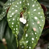 Guía: Cómo cuidar una Begonia Maculata (la begonia de lunares)