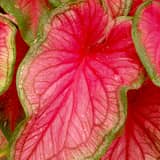 Guía: Cómo cuidar un Caladium