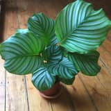 Guía: Cómo cuidar una Calathea Orbifolia (hojas perfectas, sin puntas secas)