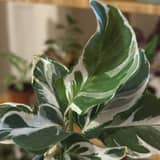 Guía: Cómo cuidar una Calathea White Fusion (sin bordes secos)