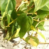 Guía: Cómo cuidar un Philodendron Brasil (la trepadora que no falla)