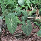 Guía: Cómo cuidar un Philodendron Gloriosum (hojas de terciopelo perfectas)