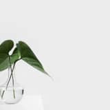 Cómo propagar plantas de interior en agua: guía paso a paso