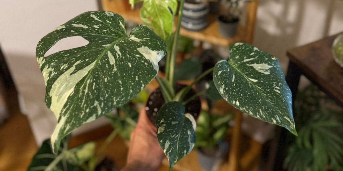 Plantas para oficinas: qué decidir antes de pedir presupuesto