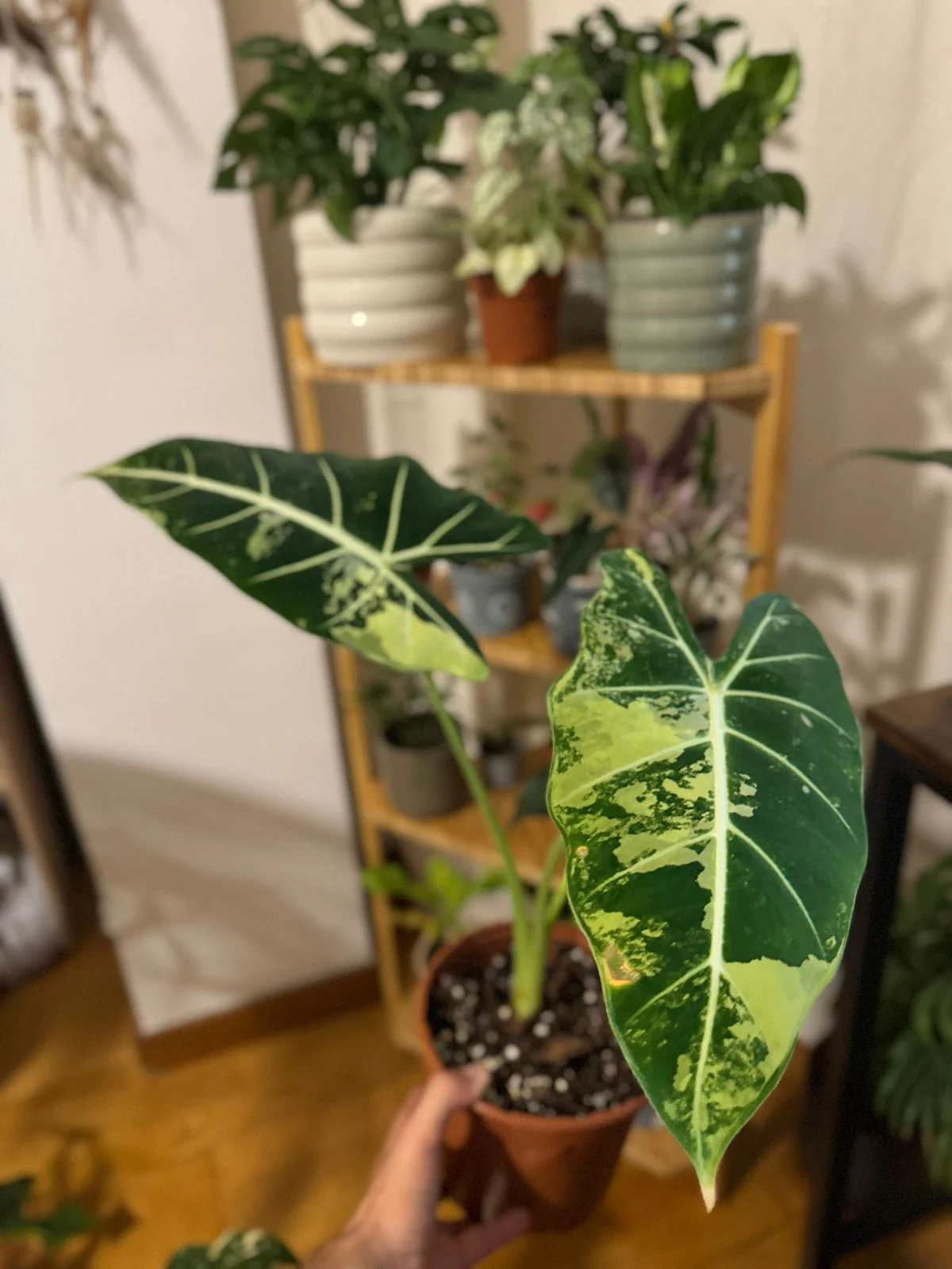 Alocasia Fridek Variegata: La versión variegada de la Fridek, y una rareza real