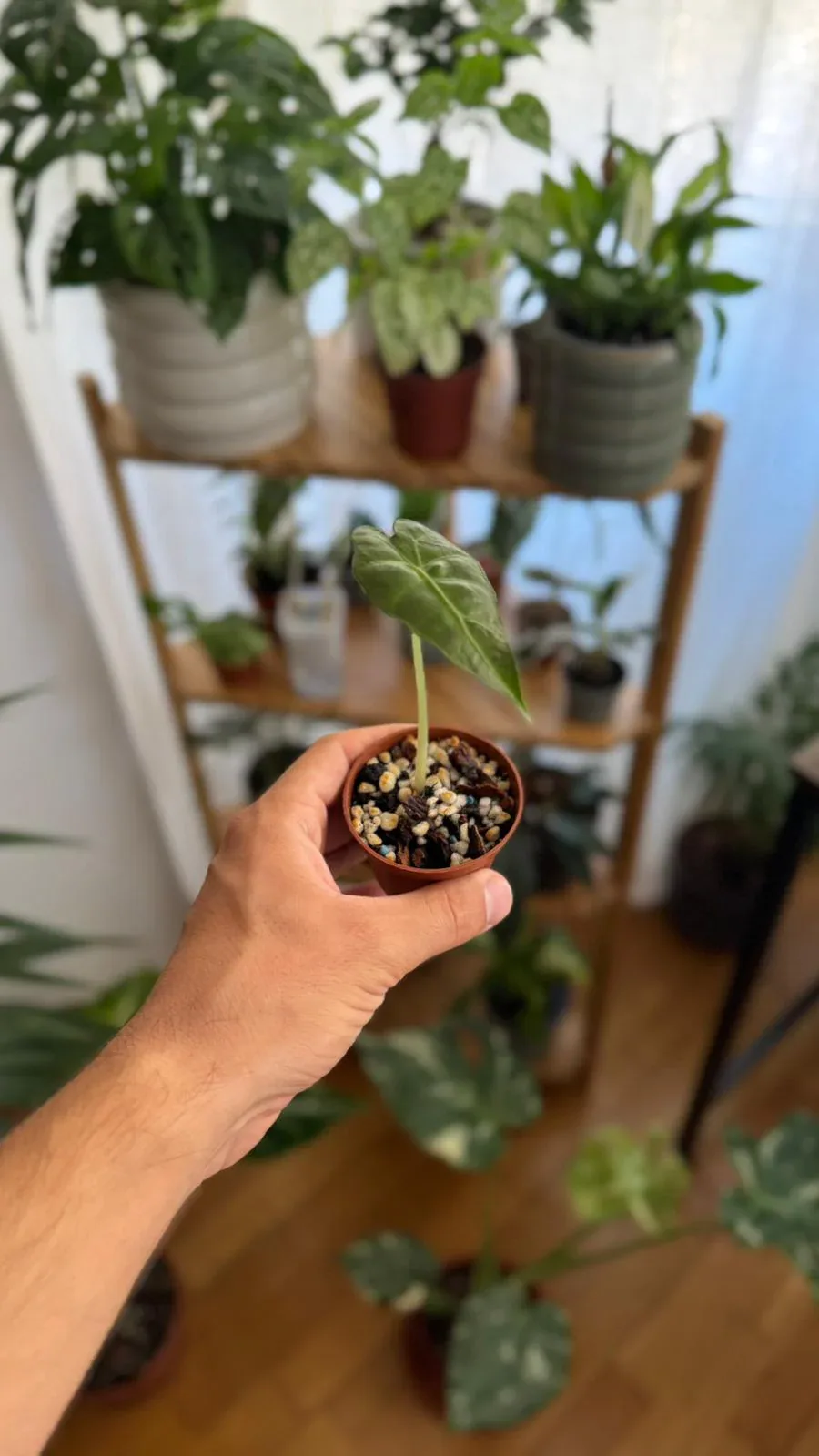 Alocasia Polly: Conocida como "Polly", despliega hojas verde esmeralda de bordes ondulados y nervaduras blancas muy marcadas (S)