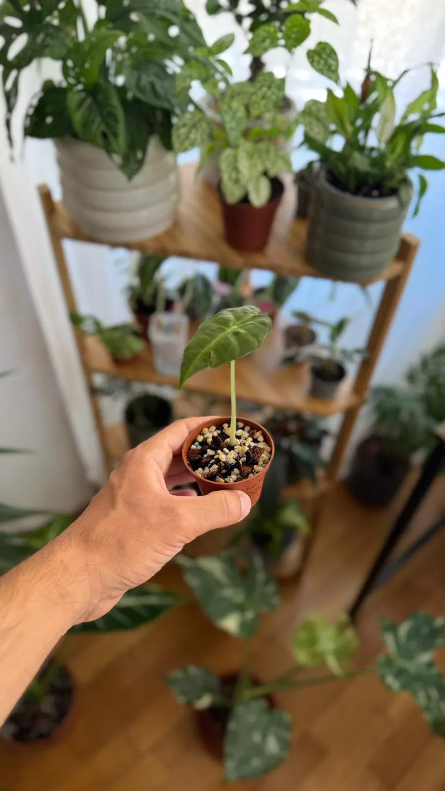 Alocasia Polly — planta de interior RAÍCES, foto 2 (S)