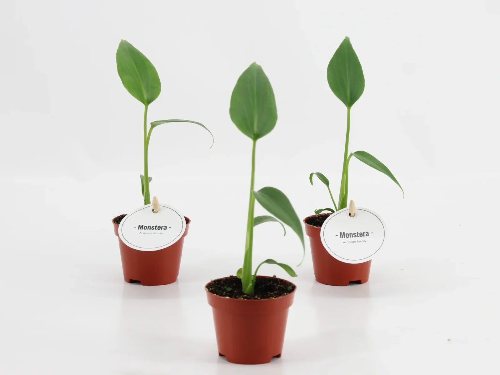 Monstera Burle Marx (Monstera 'Burle Marx Flame'): Monstera Burle Marx Flame — una de las Monsteras más buscadas por coleccionistas (S)