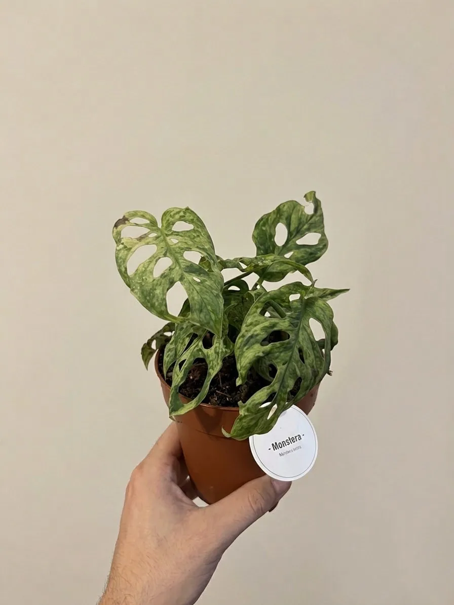 Monstera Frozen Freckles (Monstera sp. 'Frozen Freckles') — planta de interior RAÍCES, foto 3 (M)
