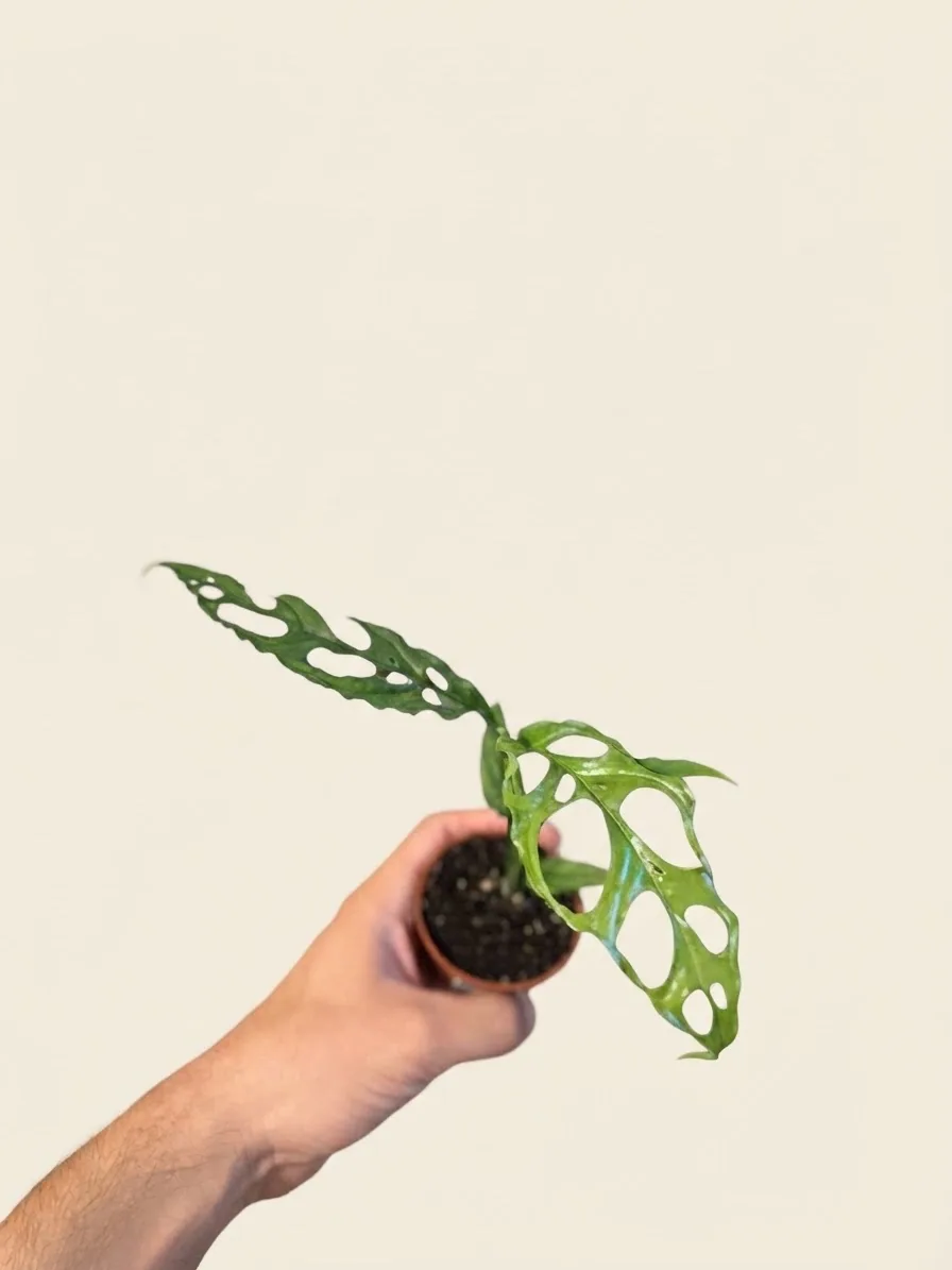 Monstera Obliqua Perú (Monstera sp. 'Obliqua Peru'): Encaje antes que hoja (S)