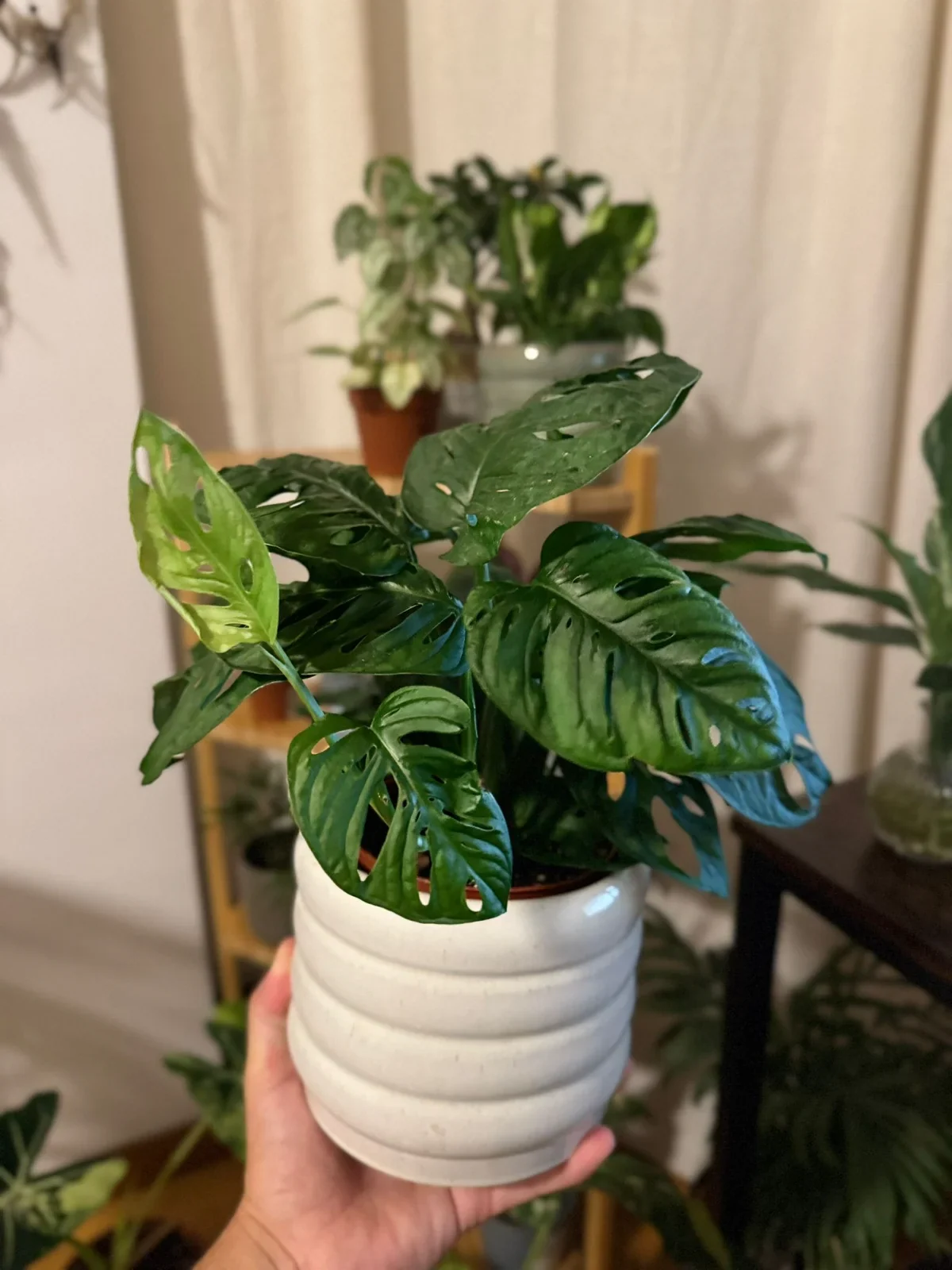 Monstera Adansonii (Monstera adansonii) — planta de interior RAÍCES, foto 3 (M)