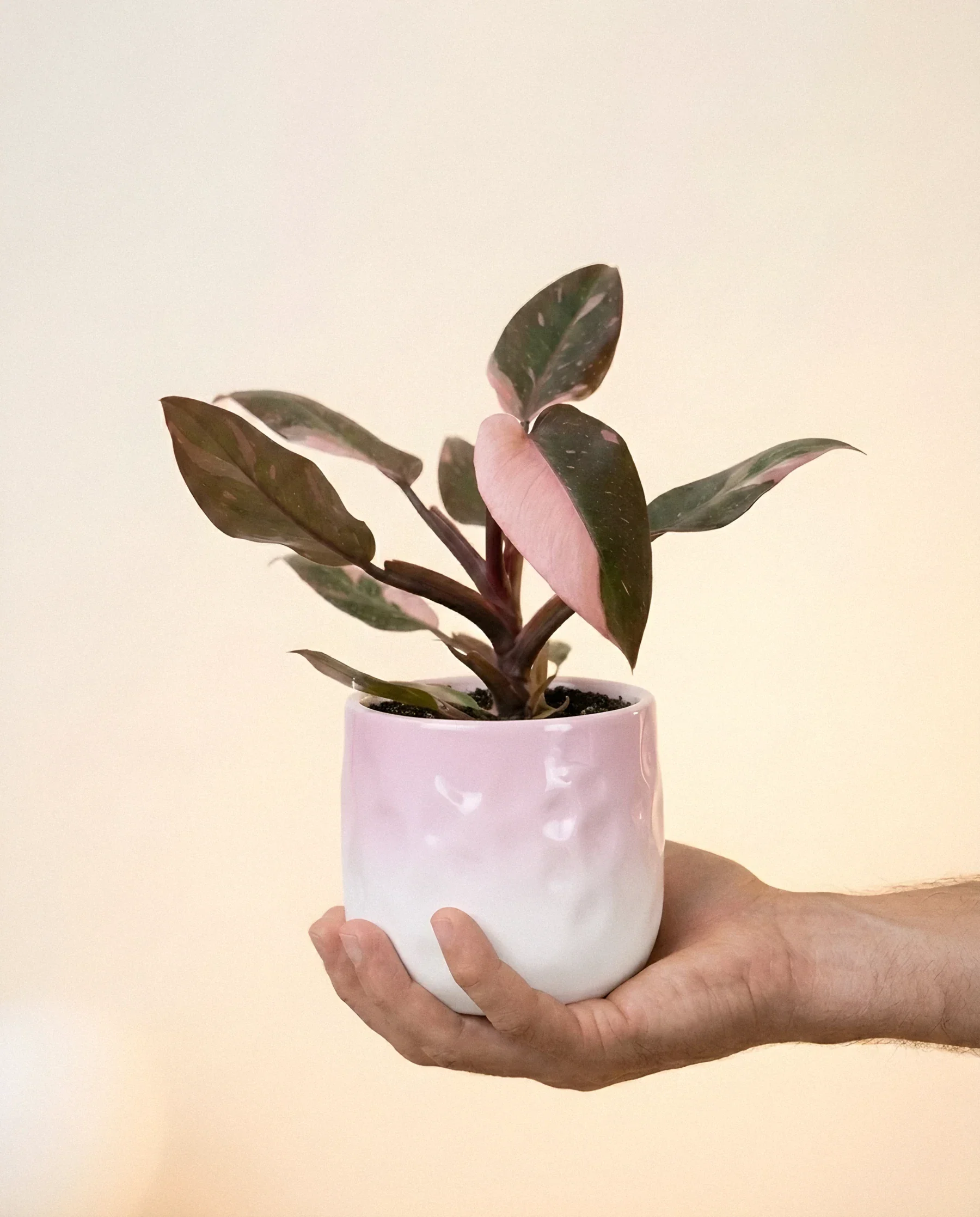 Philodendron Pink Princess Marble (Philodendron 'Pink Princess'): hojas verde oscuro con sectores rosas que suelen variar de una hoja a otra (M)