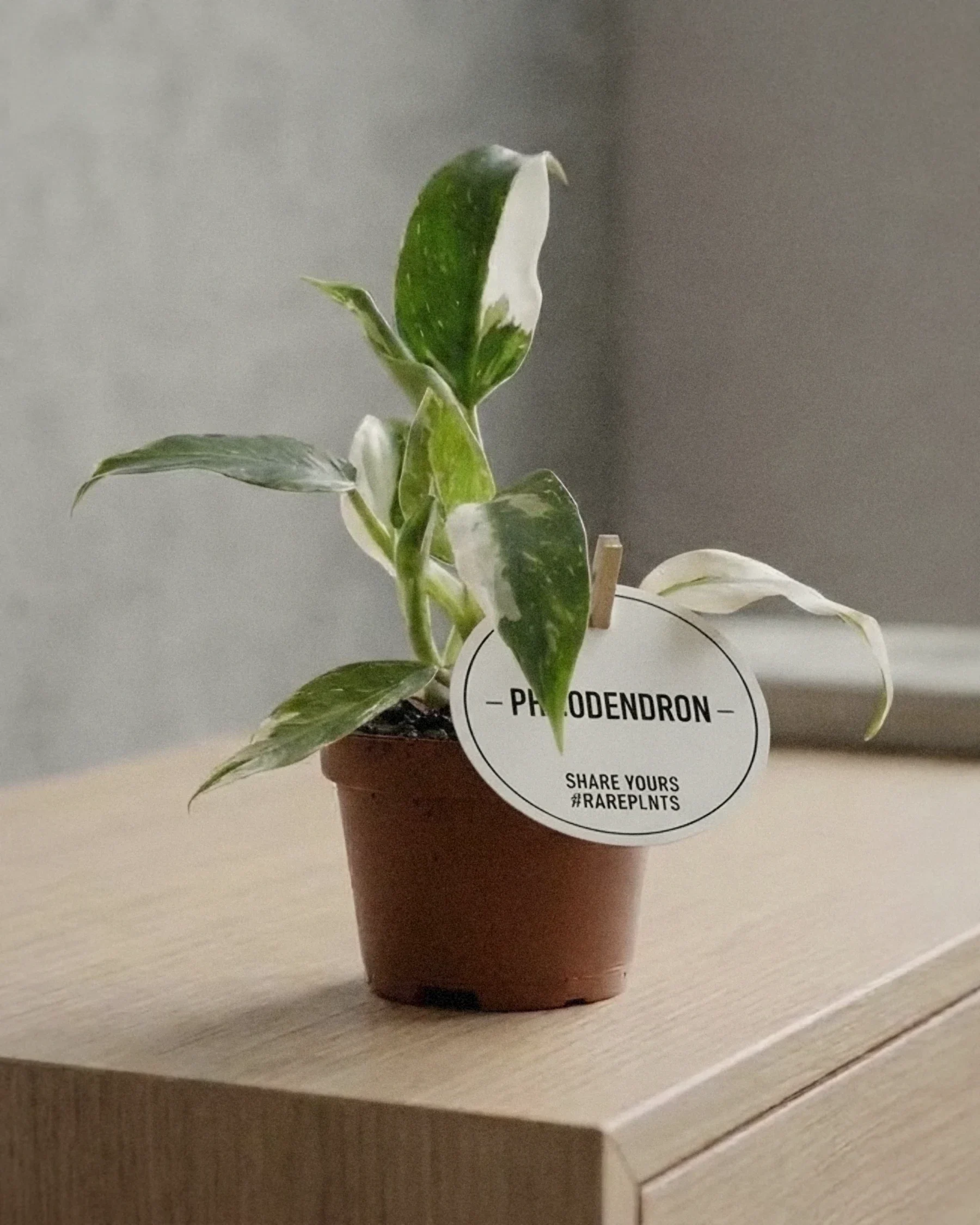 Philodendron White Princess (Philodendron 'White Princess') — planta de interior RAÍCES, foto 2 (S)