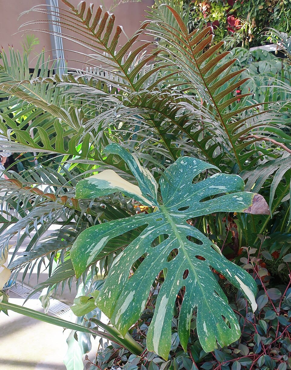 Monstera Deliciosa vs Thai Constellation: ¿vale la pena pagar más por la variegada?