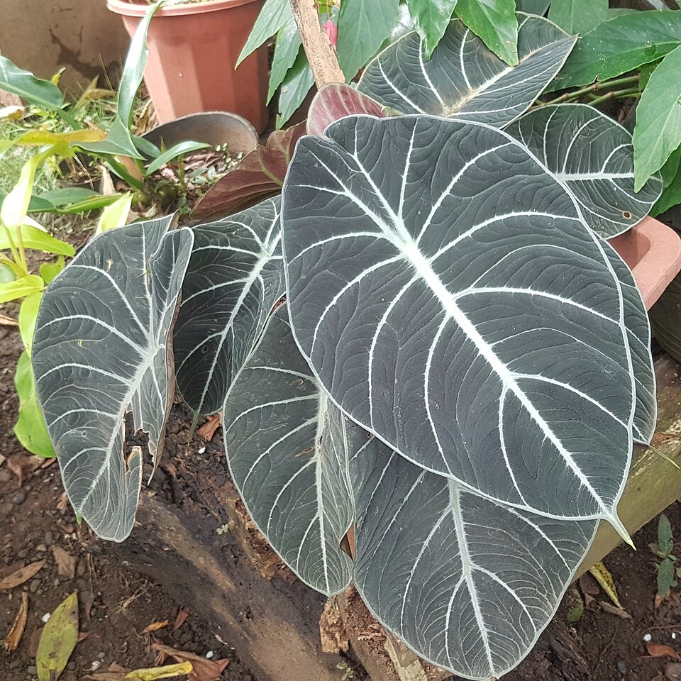 Cómo cuidar una Alocasia Black Velvet (terciopelo negro sin fallos de riego)