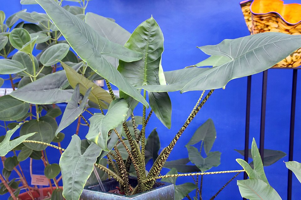 Alocasia Zebrina — planta de interior RAÍCES