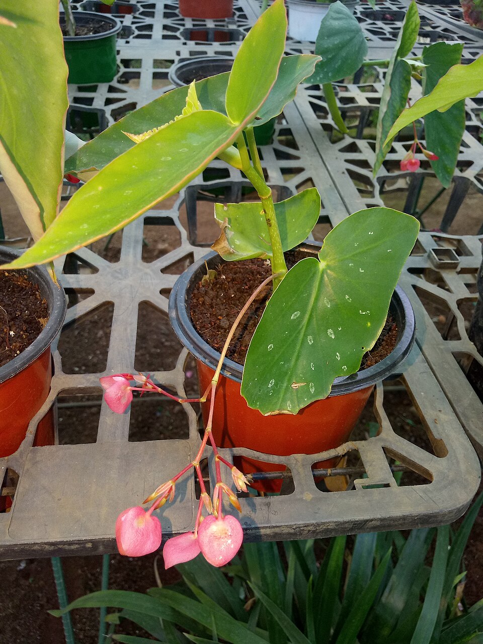 Begonia Angel Wing — planta de interior RAÍCES