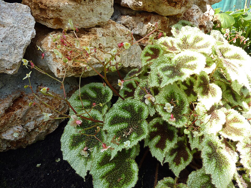 Begonia Iron Cross — planta de interior RAÍCES