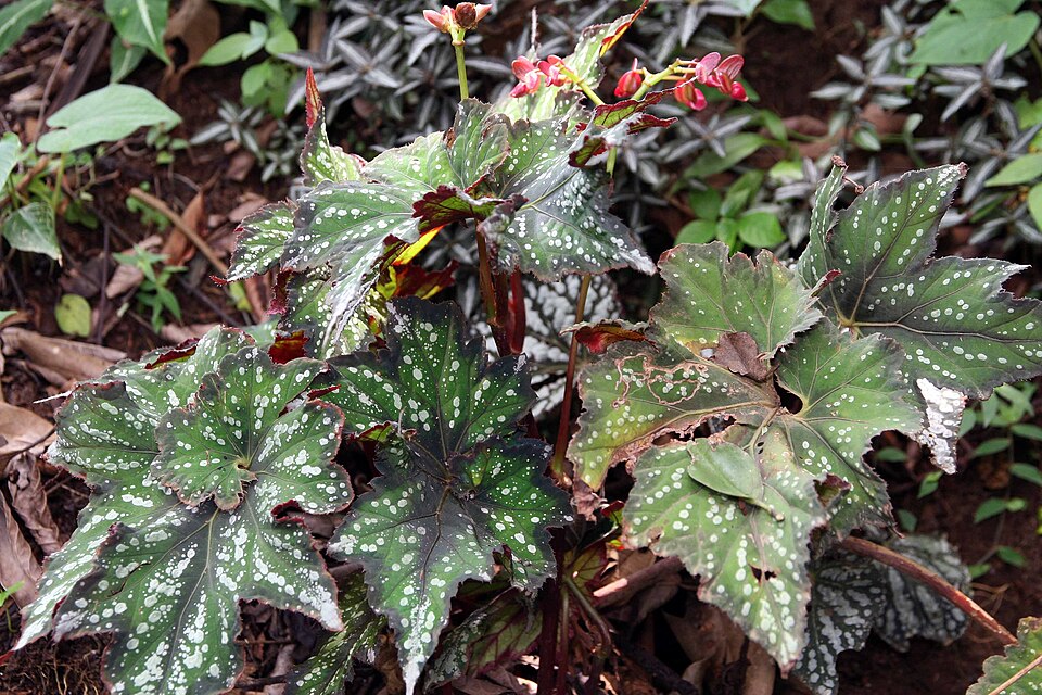 Begonia Rex — planta de interior RAÍCES