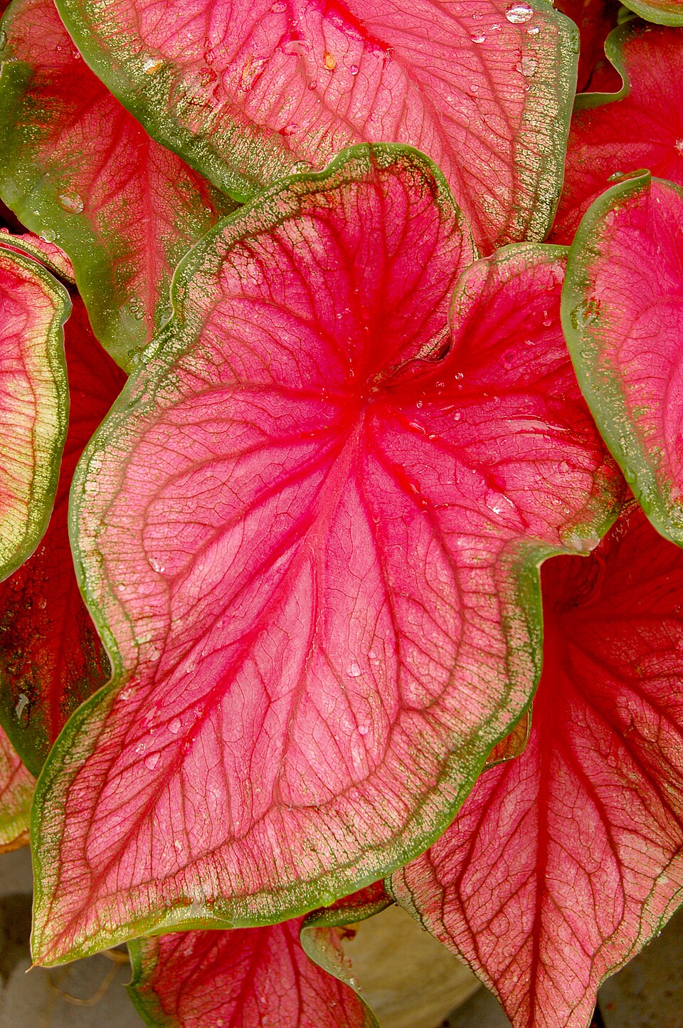 Caladium Florida Sweetheart — planta de interior RAÍCES