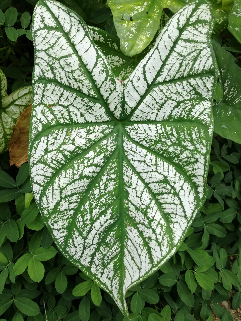 Caladium White Queen — planta de interior RAÍCES