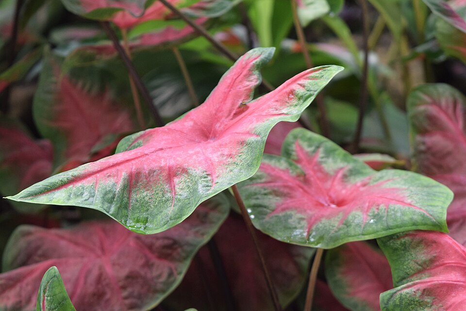 Caladium Red Flash — planta de interior RAÍCES