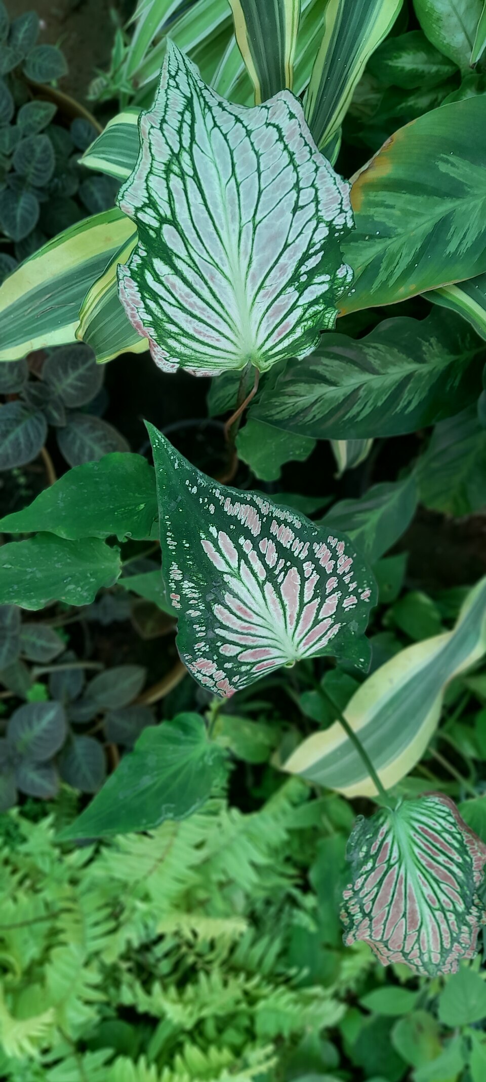 Caladium Pink Beauty — planta de interior RAÍCES