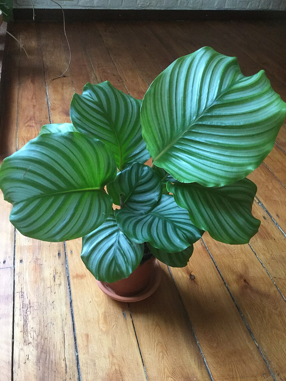 Calathea Orbifolia — planta de interior RAÍCES