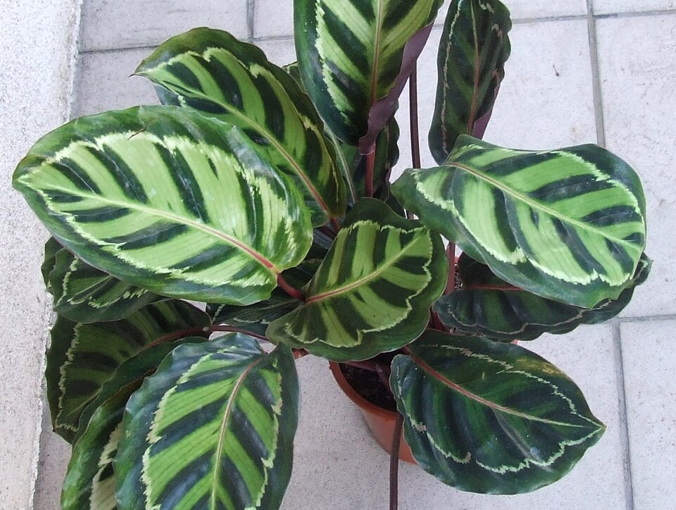 Calathea Medallion — planta de interior RAÍCES
