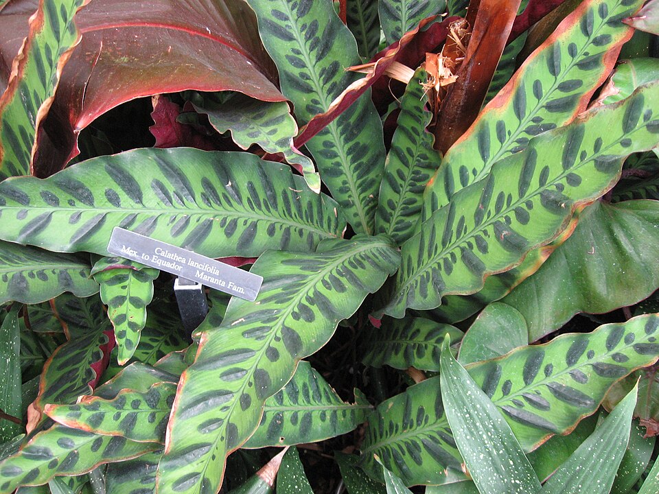 Calathea Lancifolia — planta de interior RAÍCES
