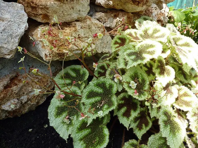 Begonia Iron Cross (Begonia masoniana): Hojas gofradas de textura burbujeante marcadas por una cruz oscura central, como un grabado natural