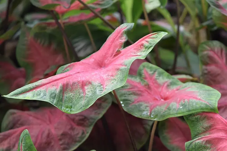 Caladium Red Flash (Caladium bicolor 'Red Flash'): Grandes hojas verde oscuro encendidas por un corazón rojo intenso y salpicaduras rosas