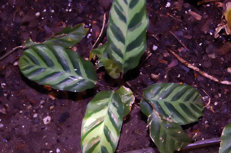 Calathea White Fusion: otra vista de la planta