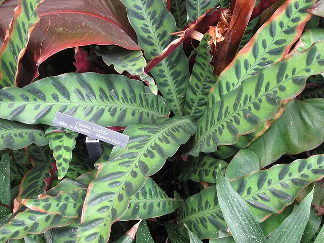 Calathea Lancifolia (Goeppertia insignis): Hojas largas y onduladas pintadas con manchas alternas como la piel de una serpiente, y un envés púrpura intenso