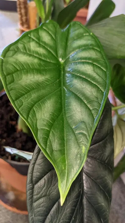 Alocasia Dragon Scale (Alocasia baginda 'Dragon Scale'): Sus hojas parecen escamas de dragón: textura rugosa