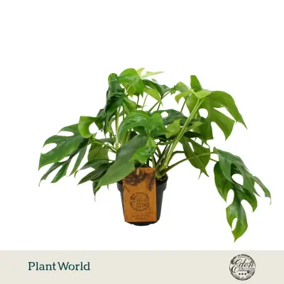 Monstera Mínima