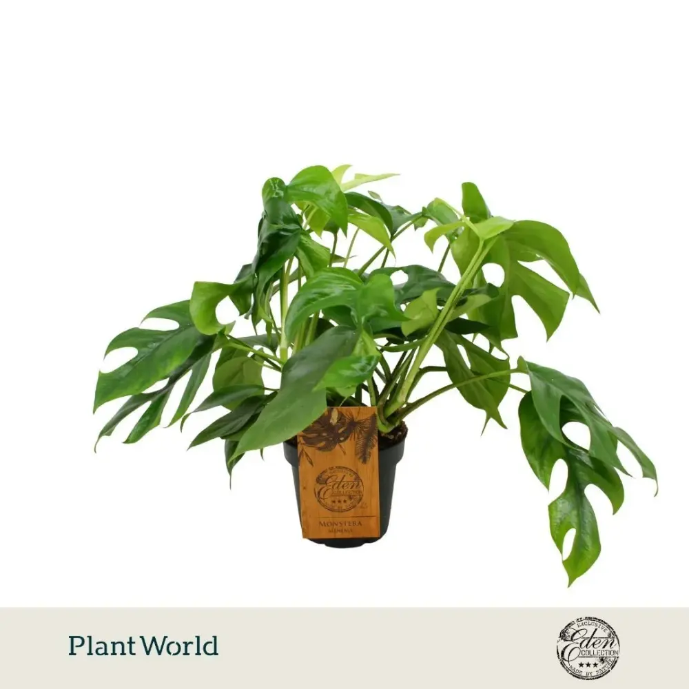 Monstera Mínima