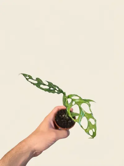 Monstera Obliqua Perú