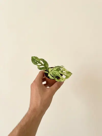 Monstera Frozen Freckles