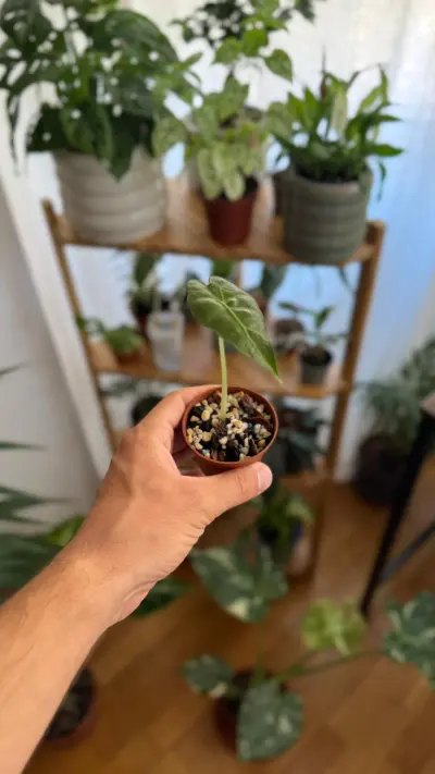 Alocasia Polly: Conocida como "Polly", despliega hojas verde esmeralda de bordes ondulados y nervaduras blancas muy marcadas