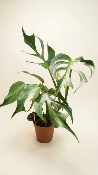 Monstera Burle Marx
