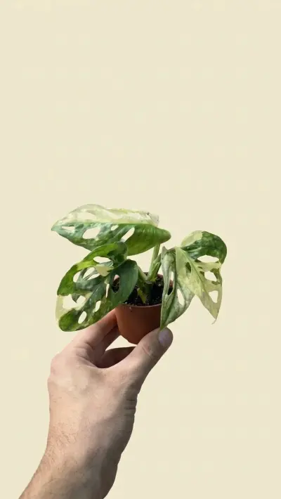 Monstera Adansonii Variegada (Monstera adansonii (variegada)): La Monstera adansonii con variegación crema y blanca