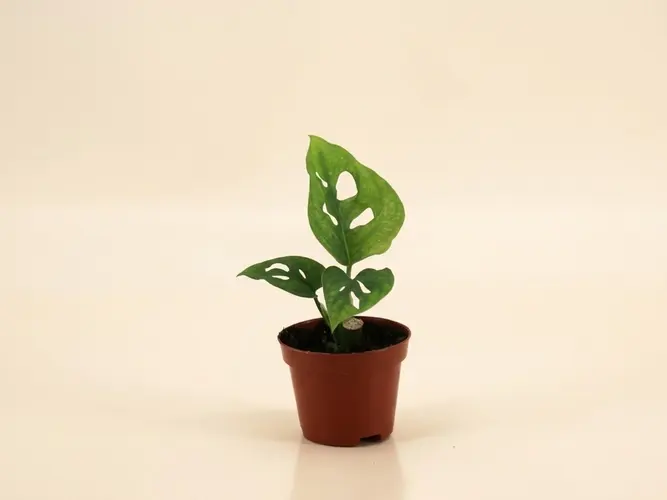 Monstera Adansonii (Monstera adansonii): Una de las Monsteras más conocidas de formato colgante