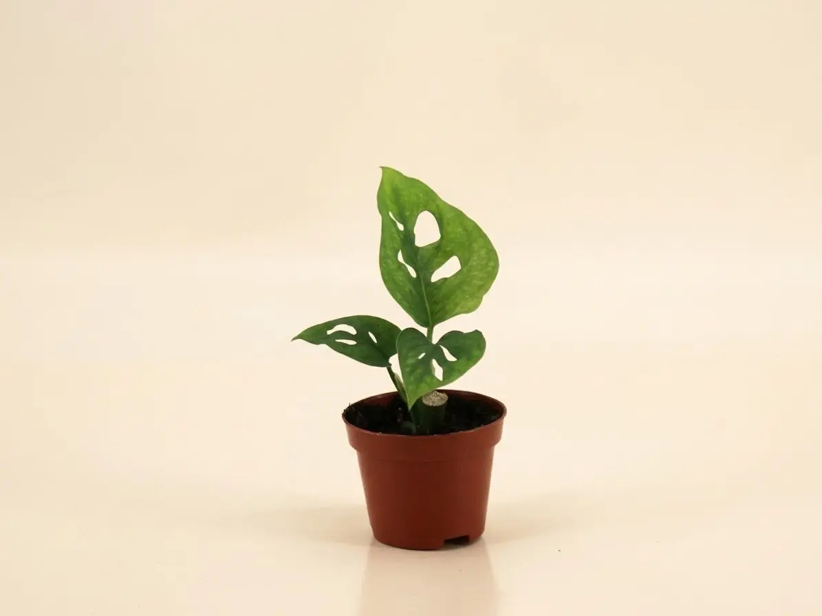 Monstera Adansonii