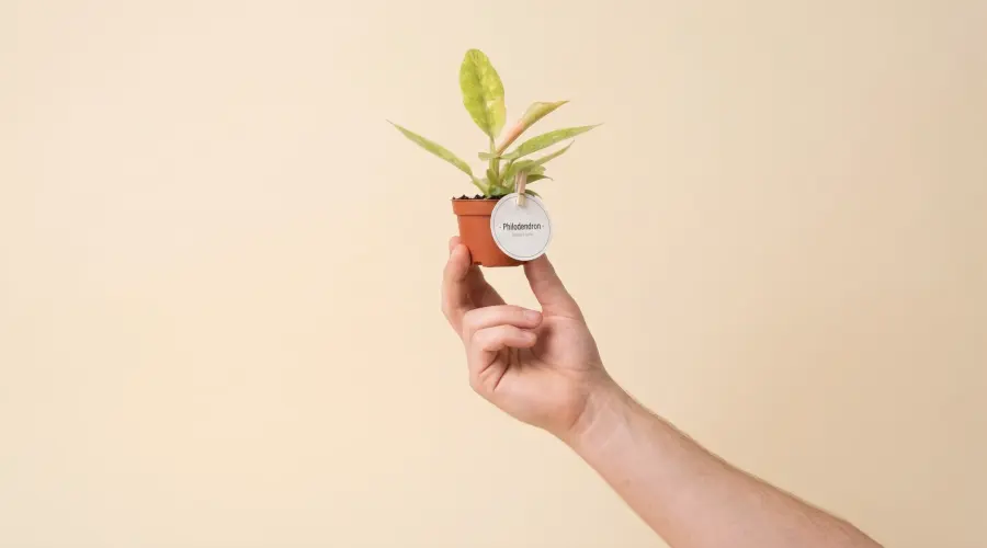 Philodendron Ring of Fire (Philodendron 'Ring of Fire'): hojas verde claro con moteado crema y variegado que suele cambiar de una hoja a otra
