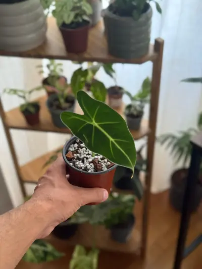 Alocasia Fridek: Una Alocasia de las que se miran dos veces